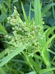 Scirpus atrovirens