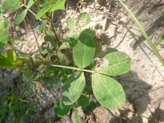 Arachis hypogaea