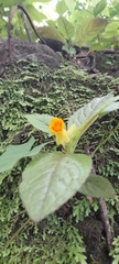 Chrysothemis friedrichsthaliana