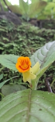 Chrysothemis friedrichsthaliana