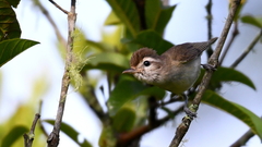 Vireo leucophrys