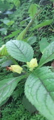 Chrysothemis friedrichsthaliana
