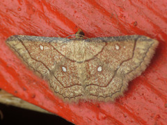 Cyclophora coecaria
