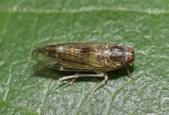 Haplaxius radicis
