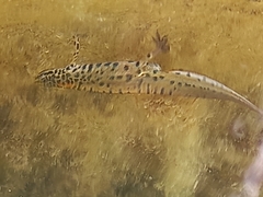 Lissotriton graecus