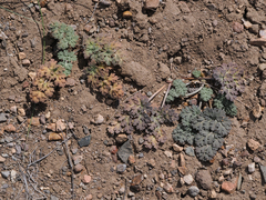 Cymopterus globosus