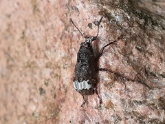 Eurymycter fasciatus
