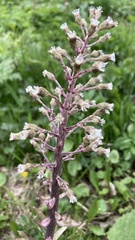 Petasites kablikianus