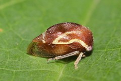 Cyrtolobus funkhouseri