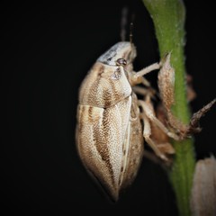 Homaemus parvulus