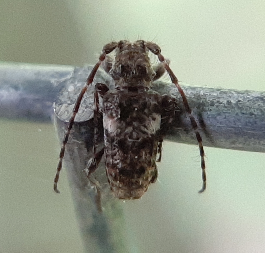 Pogonocherus penicillatus