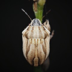 Homaemus parvulus