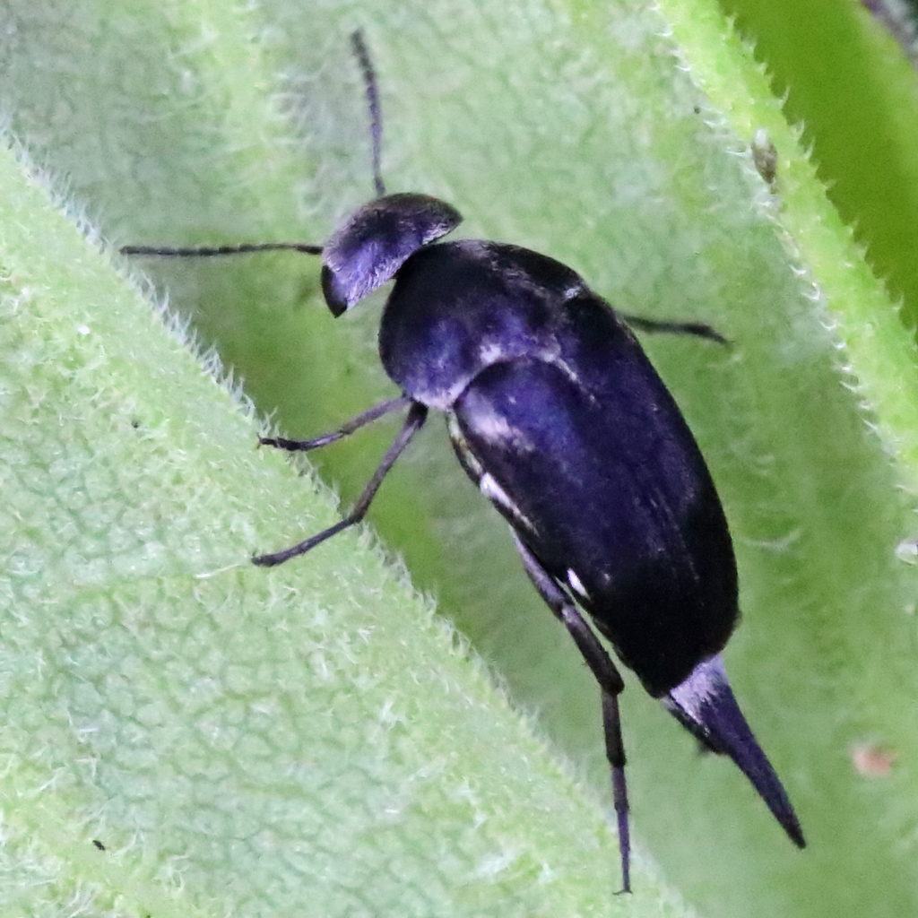 Mordella lunulata