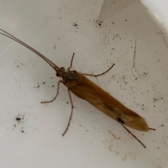 Limnephilus binotatus