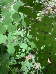 Thalictrum clavatum