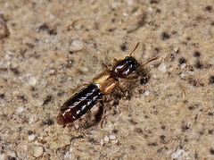 Bledius emarginatus