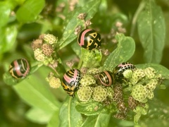 Sphaerocoris annulus
