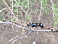 Acmaeodera stictipennis