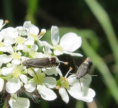 Glyphipterix simpliciella