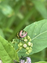 Sphaerocoris annulus