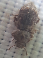 Coxelus pictus