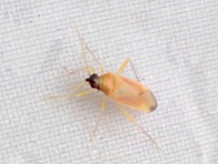 Phylus melanocephalus