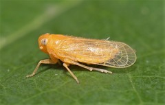 Haplaxius fulvus