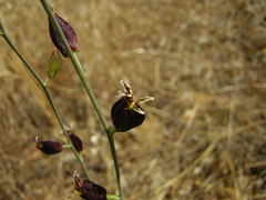 Streptanthus glandulosus glandulosus