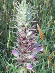 Acanthus spinosus