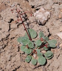 Eriogonum nutans nutans