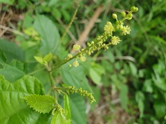 Mallotus oppositifolius