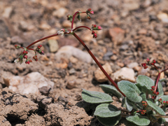 Eriogonum nutans nutans