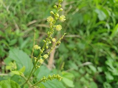 Mallotus oppositifolius