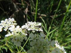 Glyphipterix simpliciella