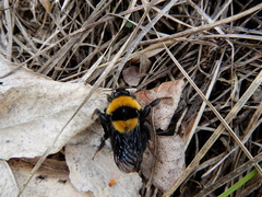 Bombus argillaceus