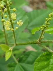 Mallotus oppositifolius