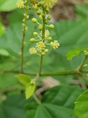 Mallotus oppositifolius