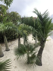 Pseudophoenix sargentii