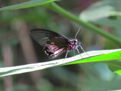 Parides neophilus