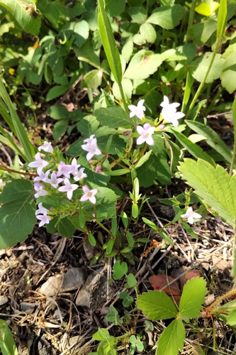Image of Houstonia canadensis by (c) Katherine Baird, some rights reserved (CC BY)