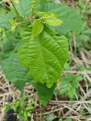 Mallotus oppositifolius