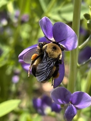 Bombus griseocollis