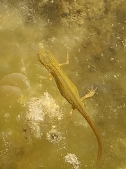 Lissotriton graecus