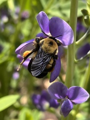 Bombus griseocollis