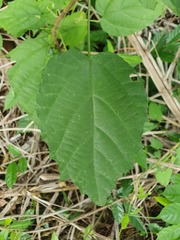 Mallotus oppositifolius