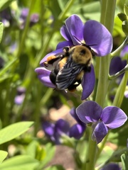 Bombus griseocollis