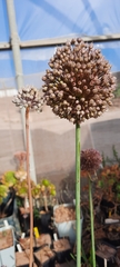 Allium polyanthum