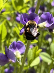 Bombus griseocollis