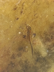 Lissotriton graecus