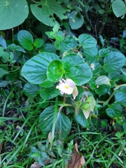 Begonia cucullata